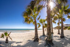 Palmen Strand an der Costa del Sol