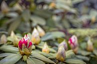 Ontluikende Rododendron knop in de lente van Ruud Morijn thumbnail