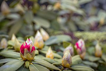 Budding Rhododendron bud in spring by Ruud Morijn