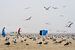 Seagulls And Mist Hang Out On The Beach van Urban Photo Lab