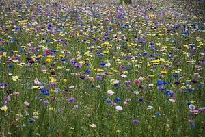 Idyllisch blauw gekleurd wilde bloemenveld in de zomer met korenbloem, mimosa, slaapmutsje
