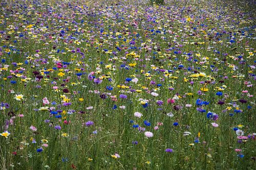 Idyllisch blauw gekleurd wilde bloemenveld in de zomer met korenbloem, mimosa, slaapmutsje