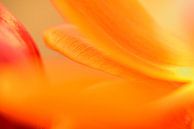 Geel oranje rood von Gonnie van de Schans Miniaturansicht