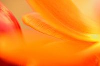 Geel oranje rood