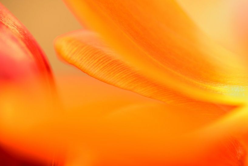 Yellow orange red par Gonnie van de Schans