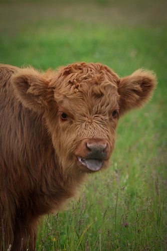 A curious calf discovering the world
