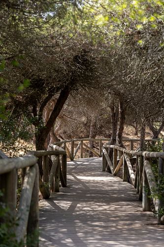 Een houten wandelpad slingert door een mediterraan dennenbos, natuurreservaat, Pinar De La Almadraba, Pinares De Rota, Rota, Cádiz, Andalusië, Spanje