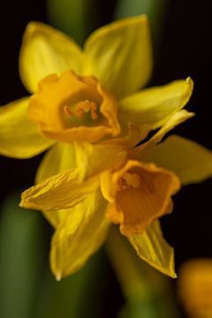 Daffodils by André Dorst