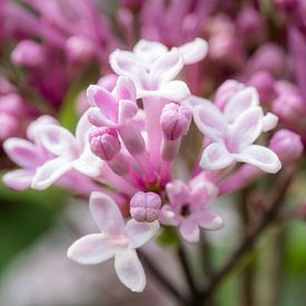 Dwarf Lilac in bloom by Rene Jacobs