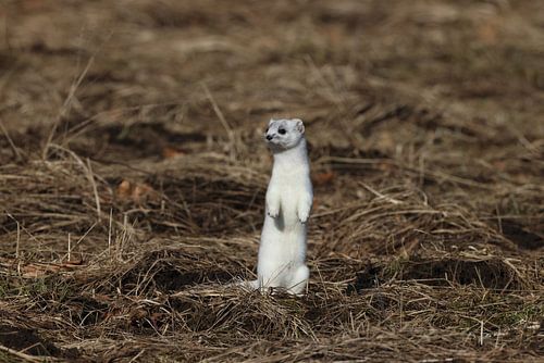 Hermelijn (Mustela erminea) Duitsland