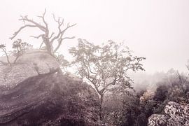 Arborescence sur un rocher dans le brouillard dans les Vosges