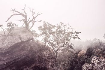 Arborescence sur un rocher dans le brouillard dans les Vosges