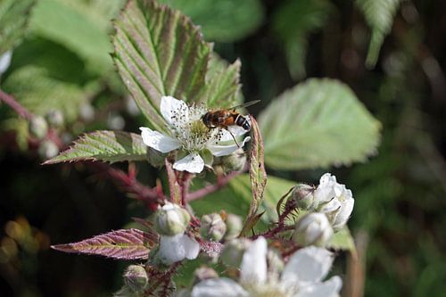 Insecten op braambessenbloesem