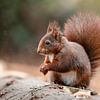 Eichhörnchen im Wald. von Janny Beimers