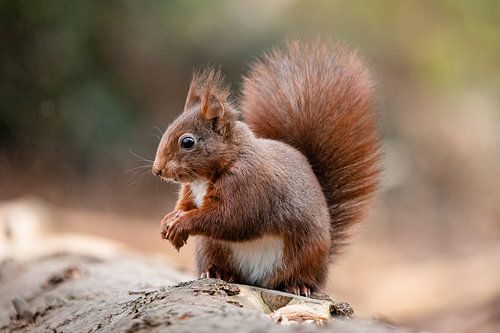 Squirrel in the forest. by Janny Beimers
