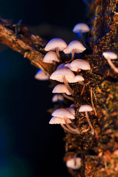 Herbst von Thomas Jäger
