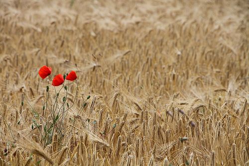 Poppies in cornfield, Tuscany