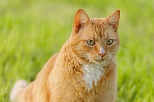 Rode kater in het weiland