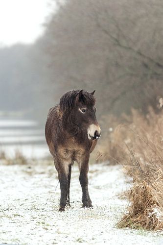 Exmoorpony in de sneeuw