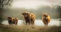 Drie stoere Schotse Hooglanders van Sonja van Poorten thumbnail