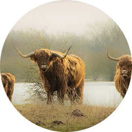 Drie stoere Schotse Hooglanders van Sonja van Poorten