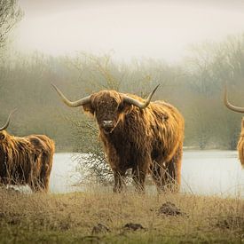 Drei schottische Hochlandbewohner von Sonja van Poorten