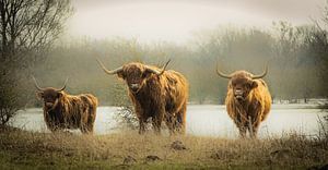 Drie stoere Schotse Hooglanders van Sonja van Poorten