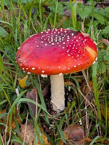 Champignon rouge