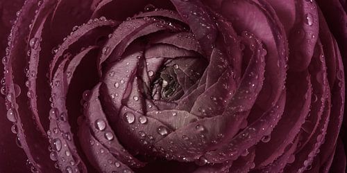 Panorama d'une fleur rose ancienne avec des gouttes
