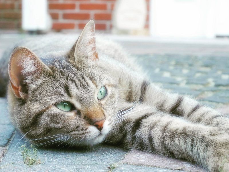 Always alert by Lu's Fotografie