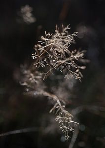 Blühendes Gras im Morgenlicht