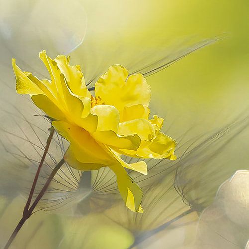 Gele roos een gloed van de lente van Dori Heijmans