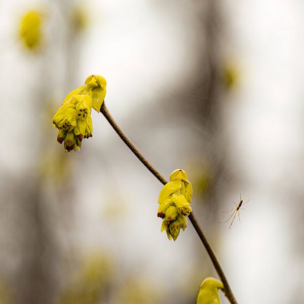 Yellow dogwood (Cornus mas) by Huub de Bresser