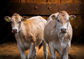 Portrait of cows by Jan Poppe