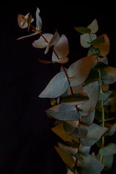 Veil of light