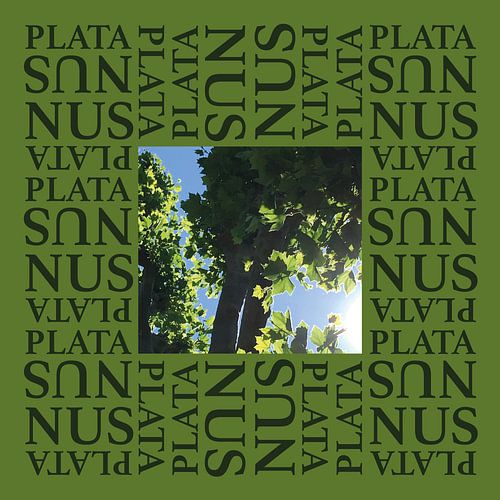 Platanus double Green 1