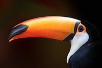Giant toucan