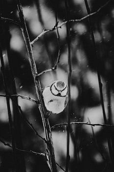 Mésange bleue grincheuse dans une averse de neige | photographie en plein air