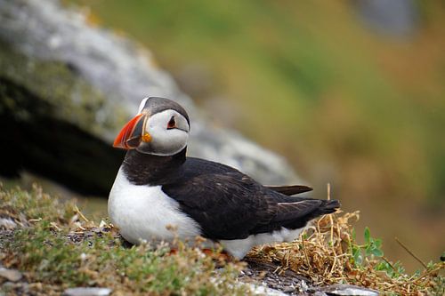 Papegaaiduikers op het eiland Skellig Michael in Ierland