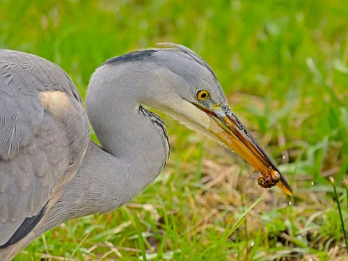Jonge blauwe reiger met een prooi in zijn bek