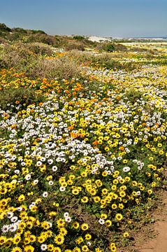 Floral sea Postberg, South Africa by Corinne Welp