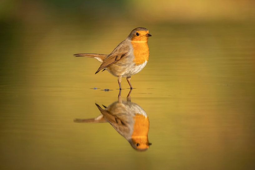 Robin, Erithacus rubecula, im Bad. von Gert Hilbink