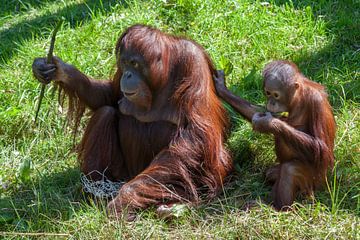 Orang-oetang jong in het gras met zijn/haar moeder