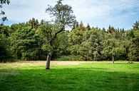 Landschap met boom in het midden van Jaap Mulder thumbnail