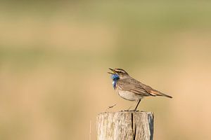 Blaukehlchen in Zeeuws-Vlaanderen von Ellen Driesse