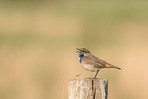 Bluethroat in Zeeuws-Vlaanderen
