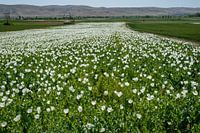 White Poppy