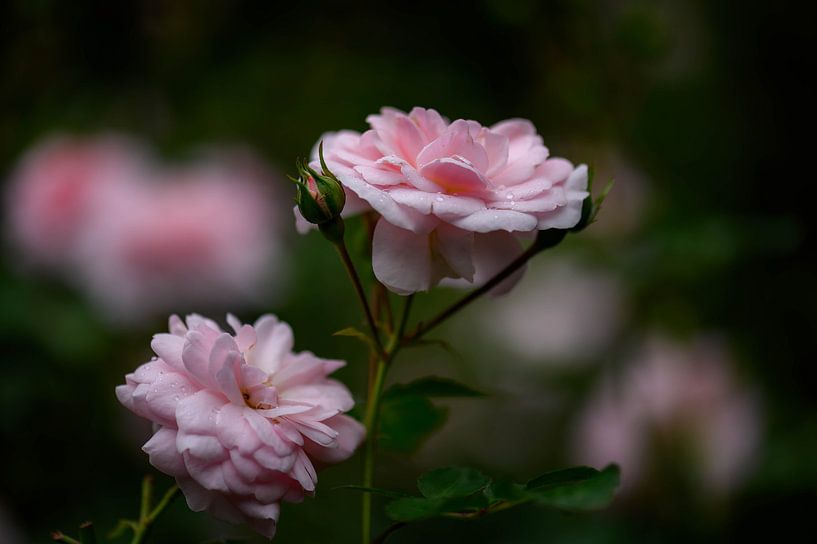 launische rosa Rosen von Tania Perneel