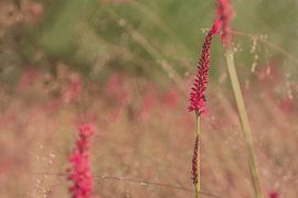 Persicaria in veld met gewoon struisgras van Anita Blokzijl
