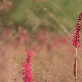 Persicaria im Feld mit gewöhnlichem Straussengras von Anita Blokzijl